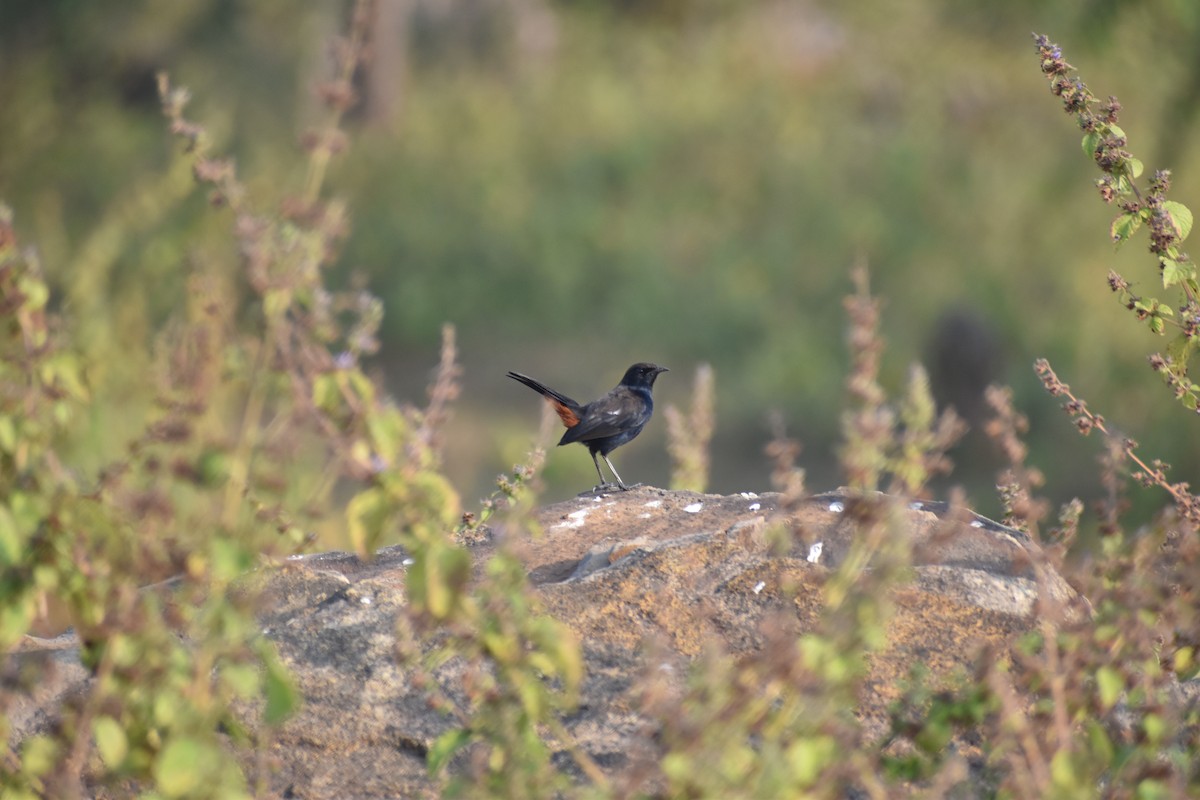 Indian Robin - ML645640273