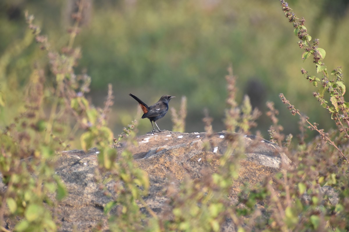 Indian Robin - ML645640274