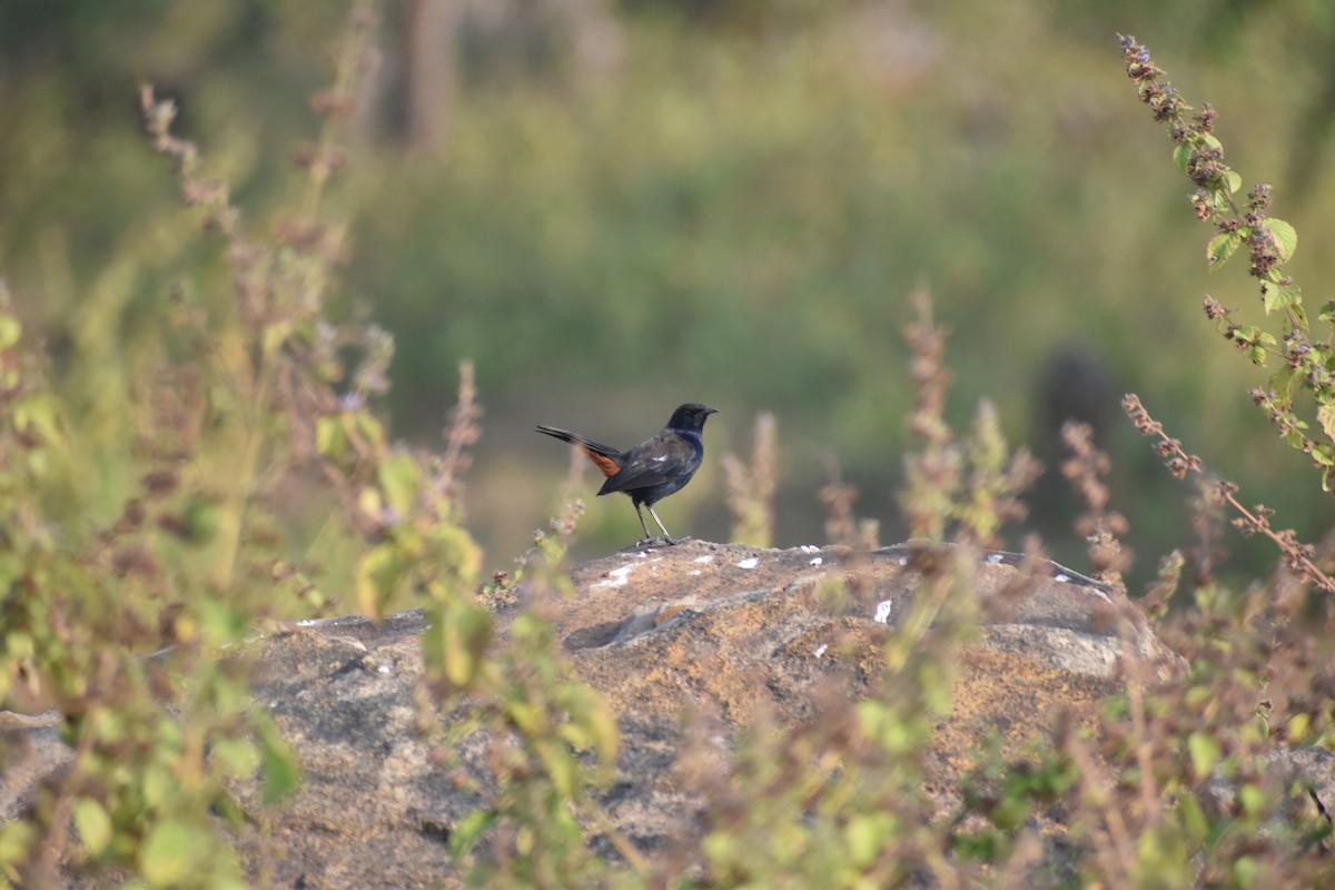 Indian Robin - ML645640275