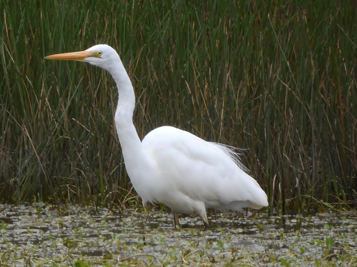 Great Egret (modesta) - ML645640276