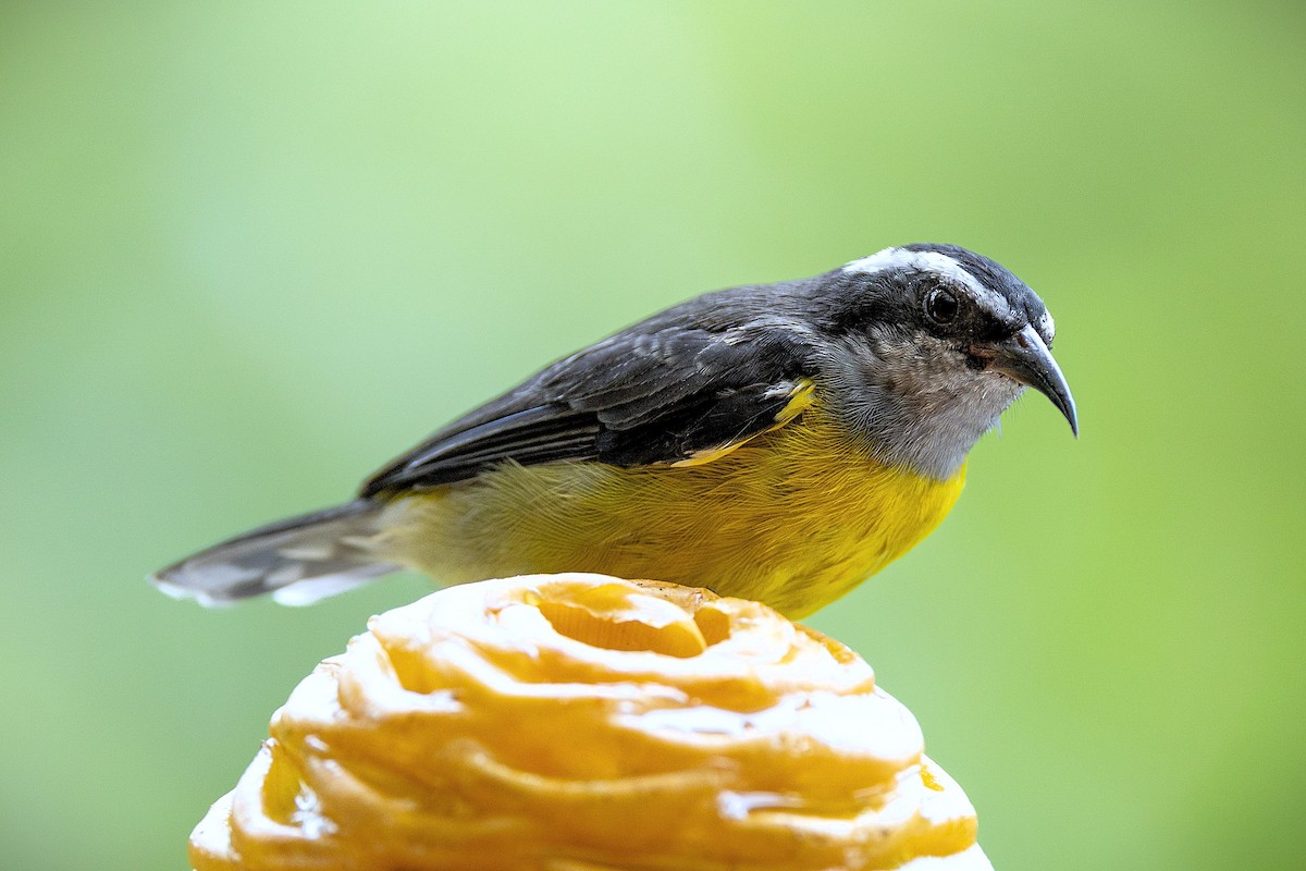 Bananaquit - ML645640277
