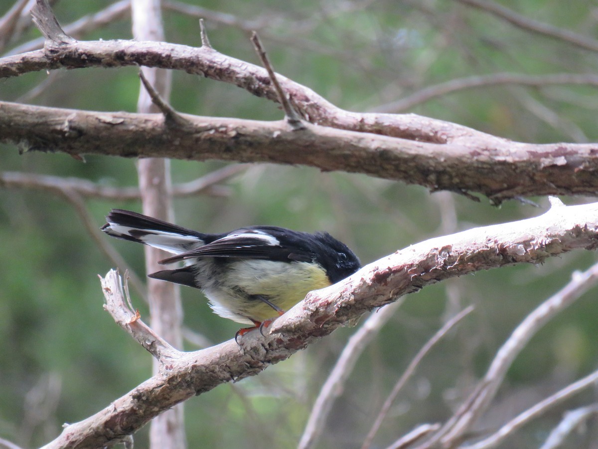 Tomtit (New Zealand) - ML645640278