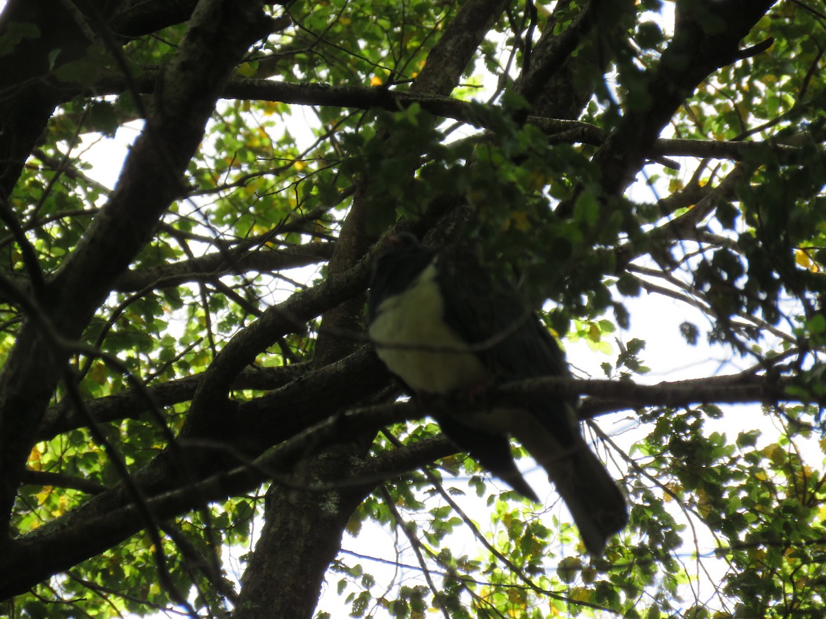 New Zealand Pigeon - ML645640279