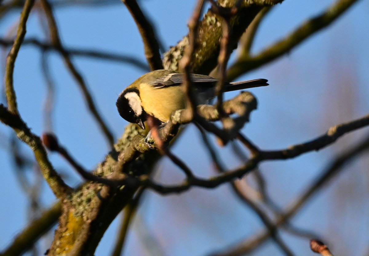 Great Tit - ML645640280
