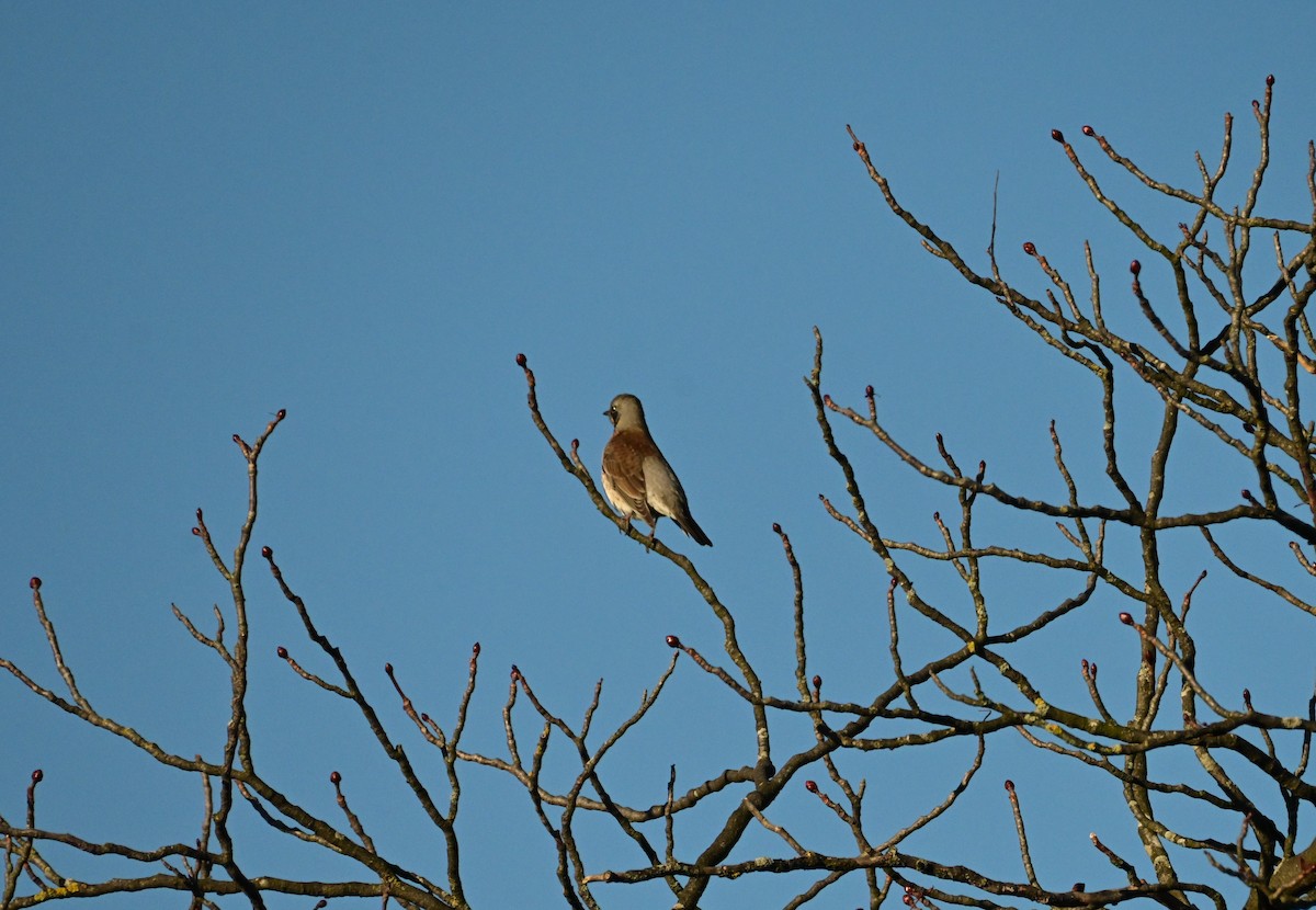 Fieldfare - ML645640281