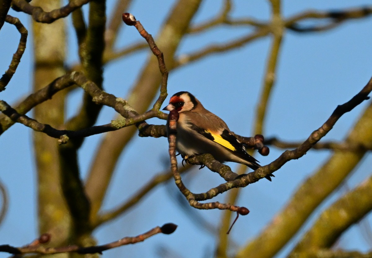 European Goldfinch - ML645640283