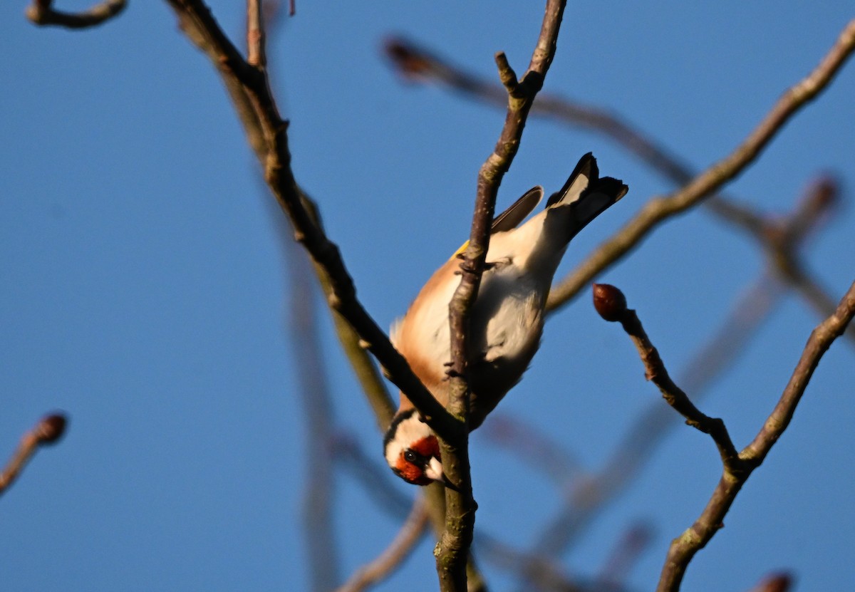 European Goldfinch - ML645640284