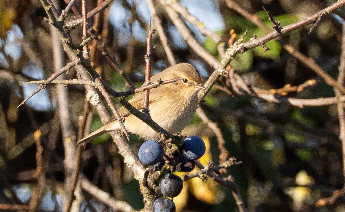 Common Chiffchaff (Siberian) - ML645640286