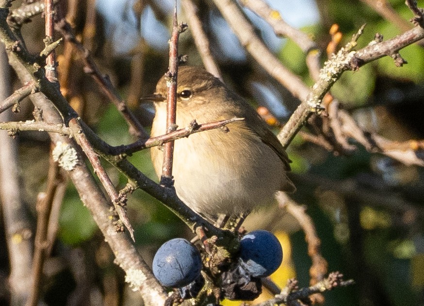 Common Chiffchaff (Siberian) - ML645640287