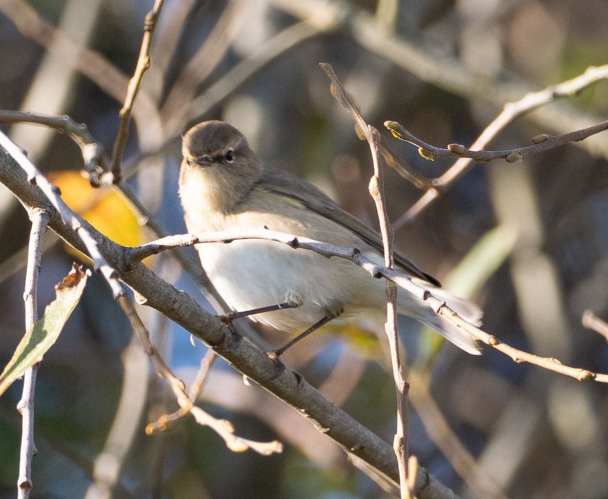 Common Chiffchaff (Siberian) - ML645640288