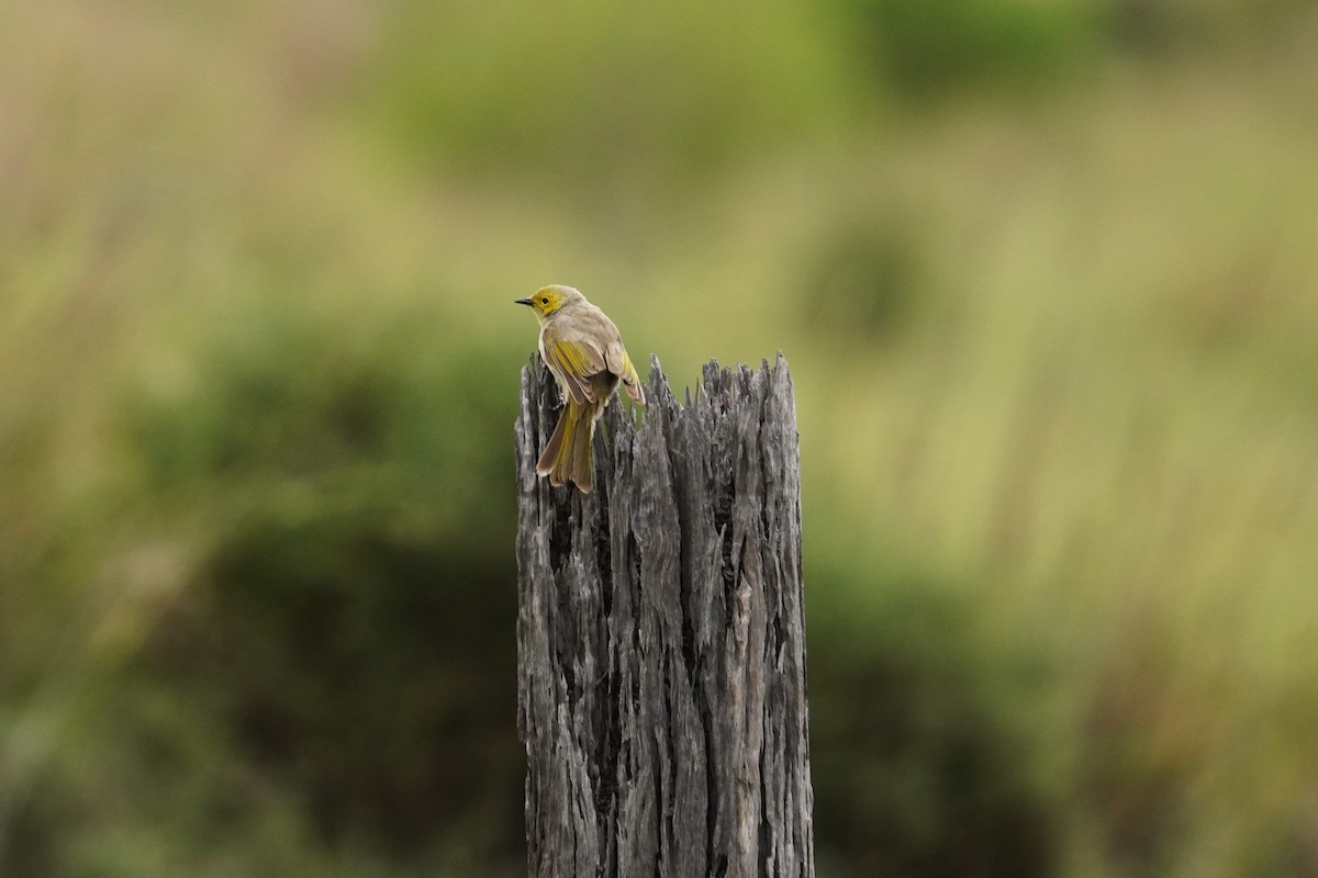 White-plumed Honeyeater - ML645640289