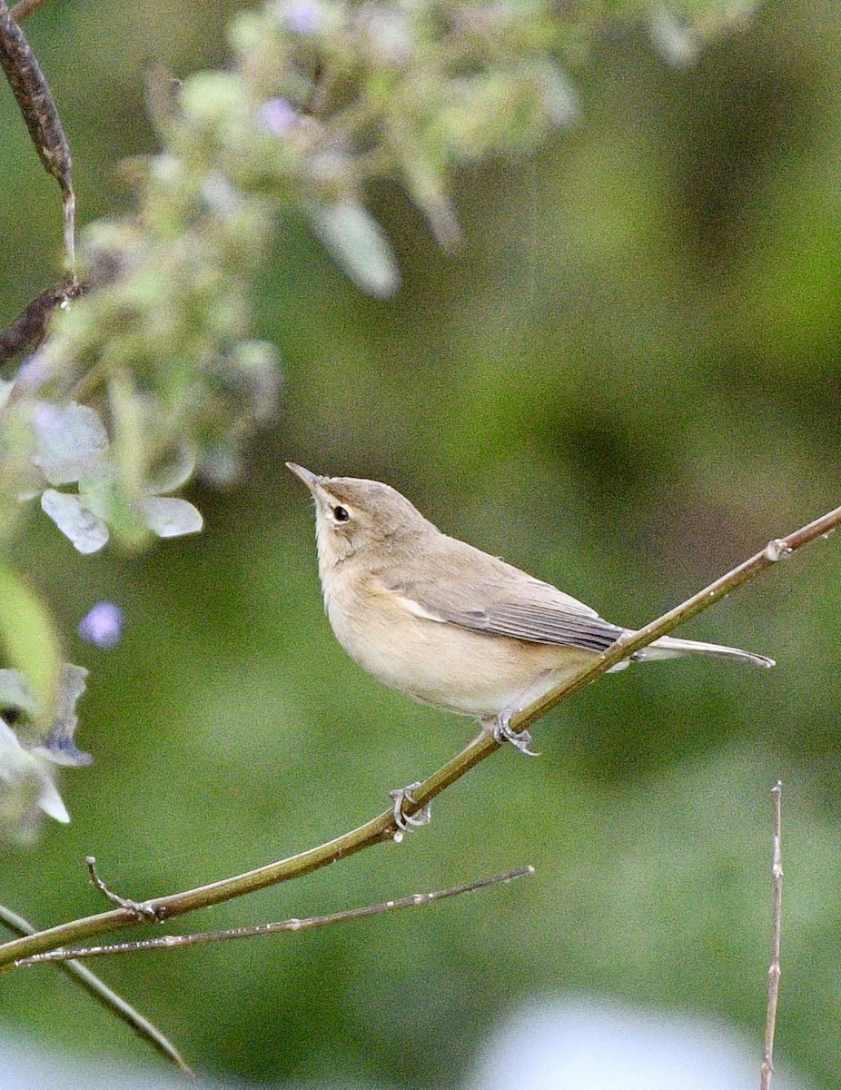 Lezkari zalapartaria - ML645640302