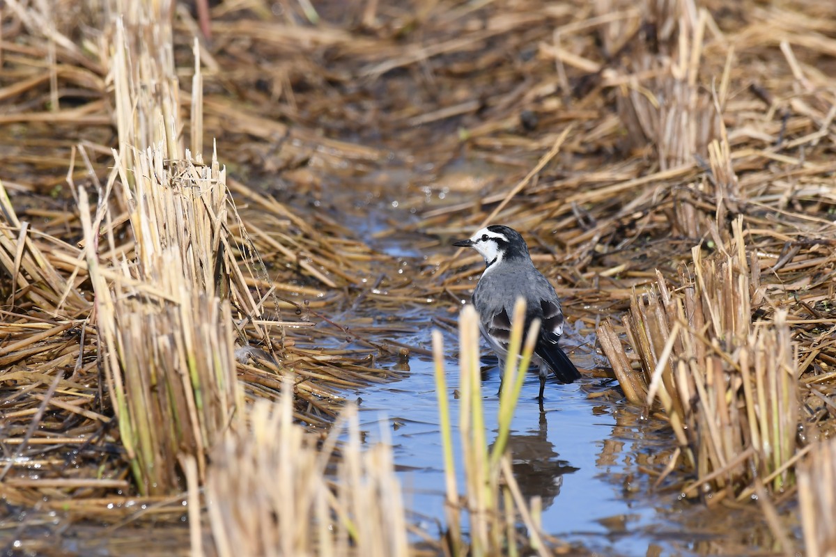 白鶺鴒 - ML645640310