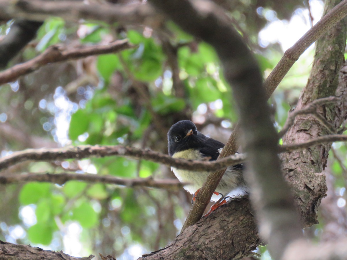 Tomtit (New Zealand) - ML645640311
