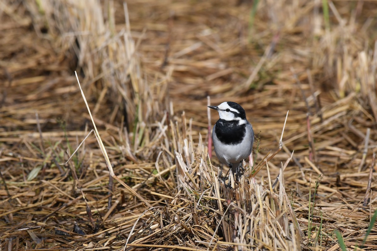 白鶺鴒 - ML645640320