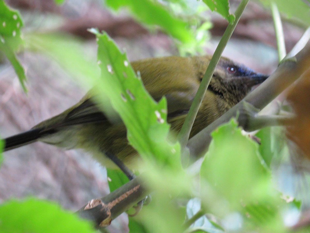 New Zealand Bellbird - ML645640323