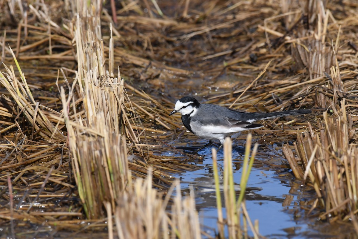 白鶺鴒 - ML645640324