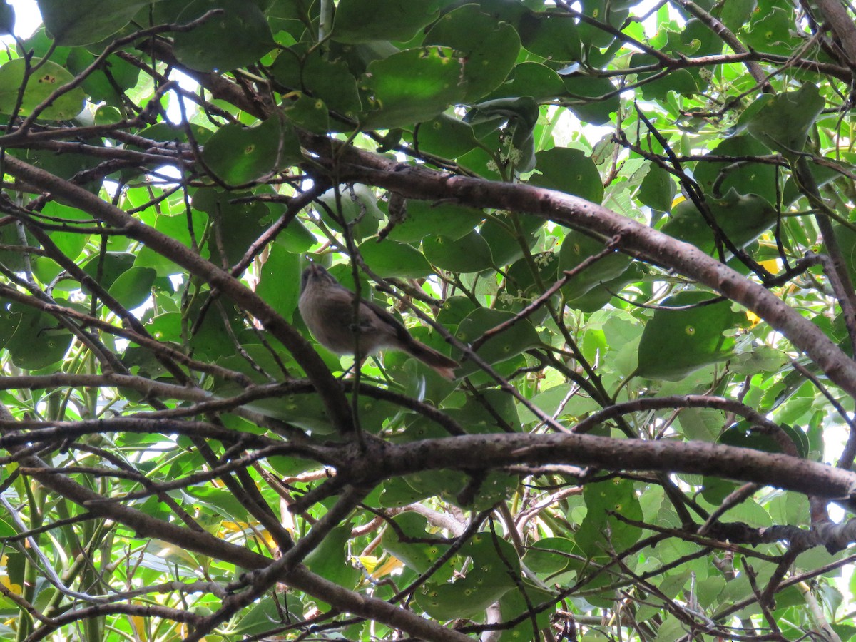 Pipipi - ML645640326