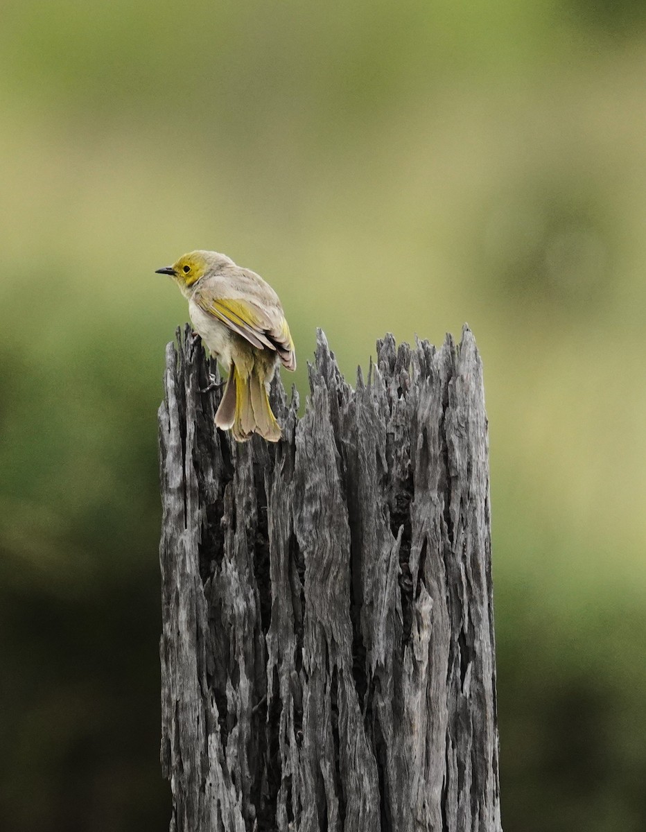 hvitsmykkehonningeter - ML645640329