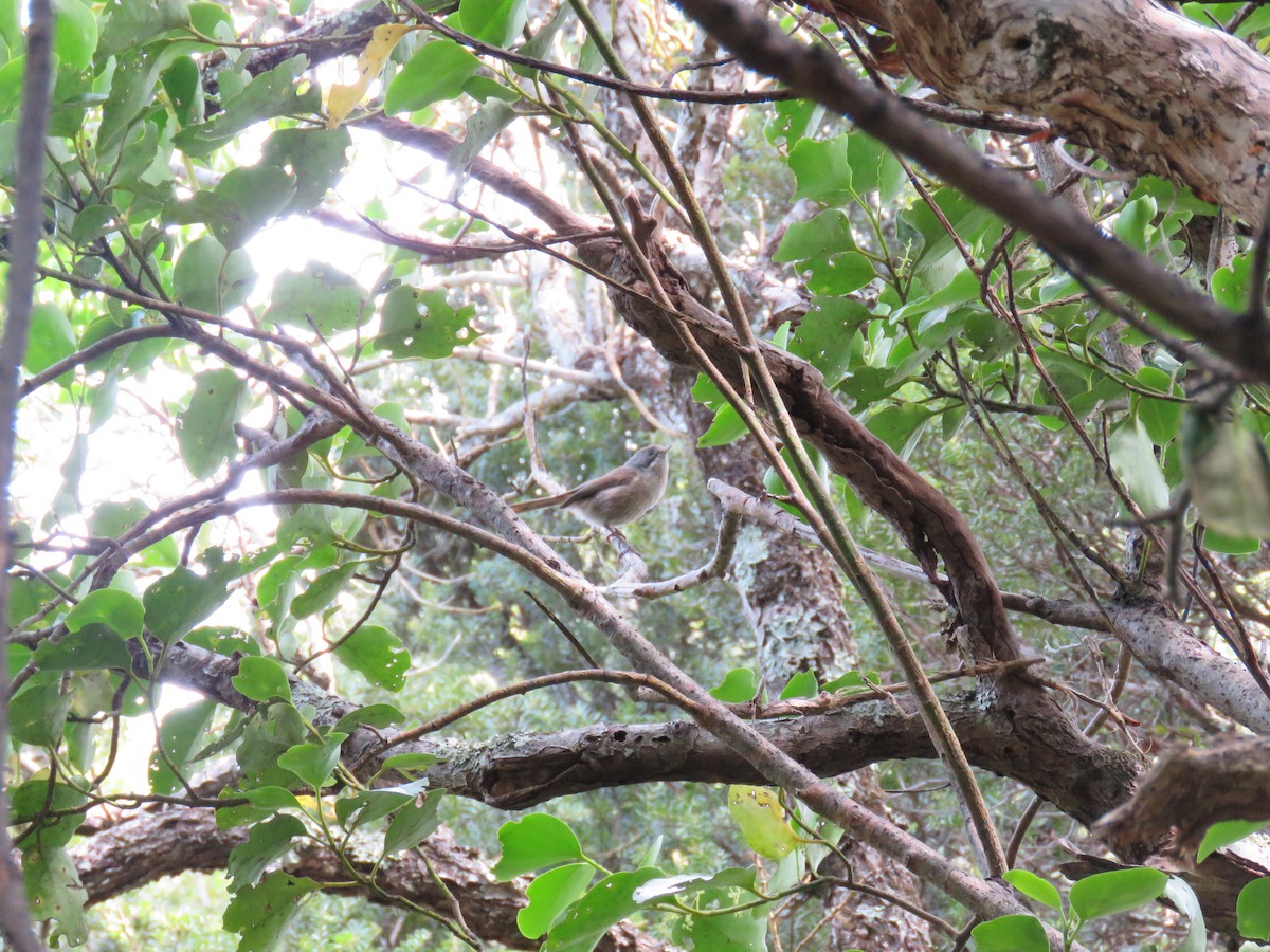 Pipipi - ML645640338