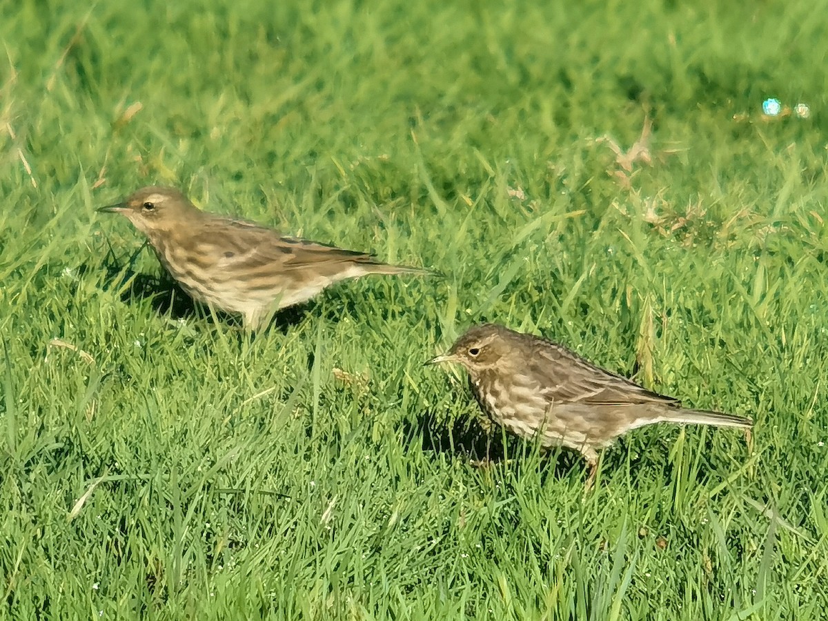 Rock Pipit - ML645640346
