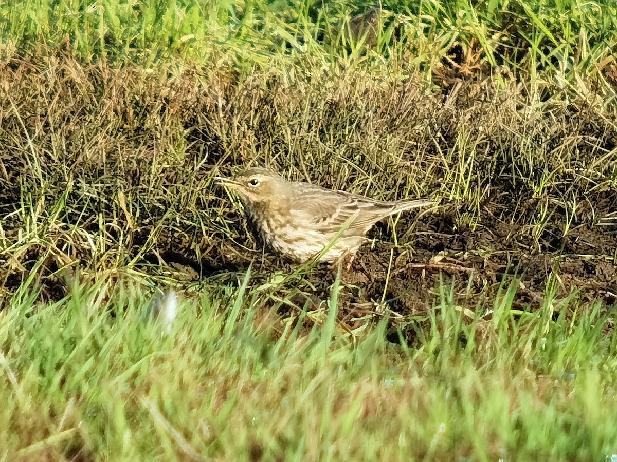 Rock Pipit - ML645640347