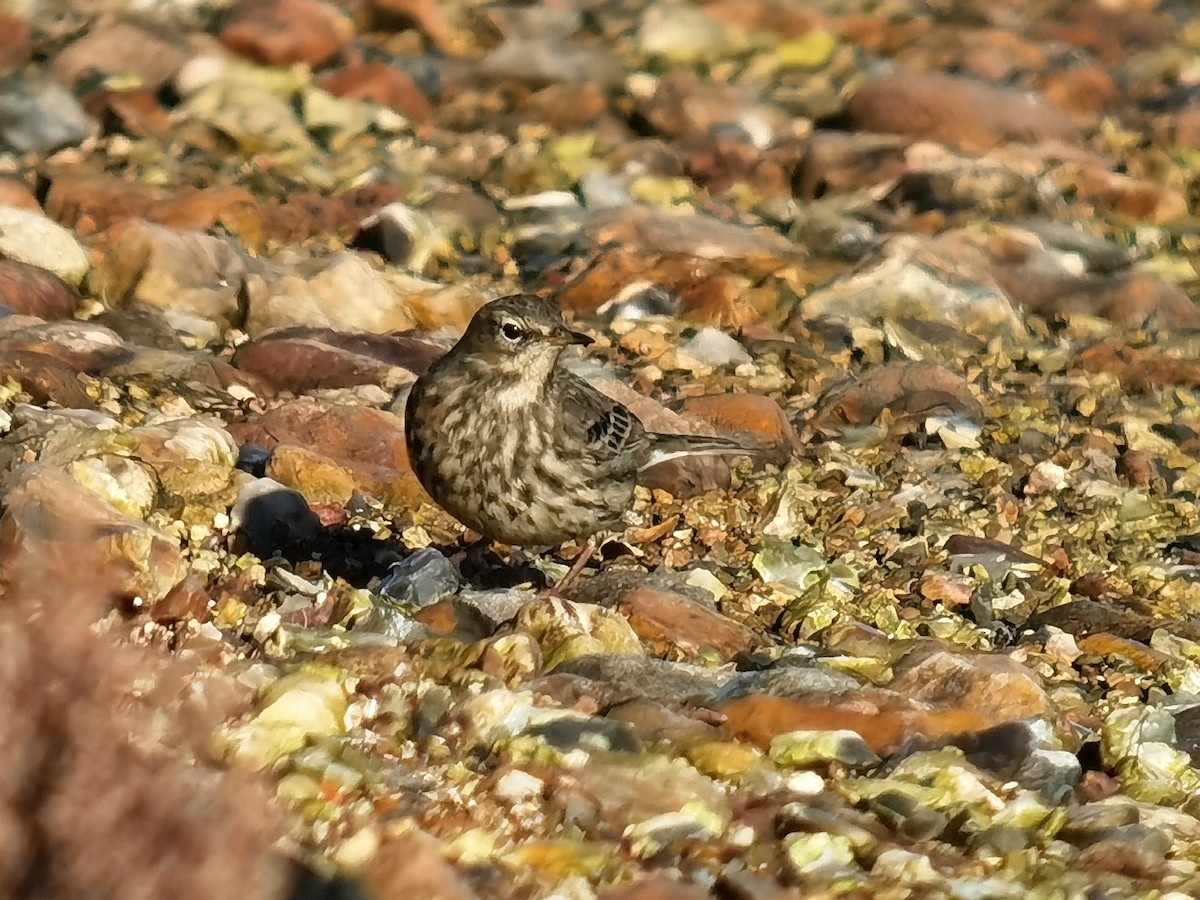 Rock Pipit - ML645640348