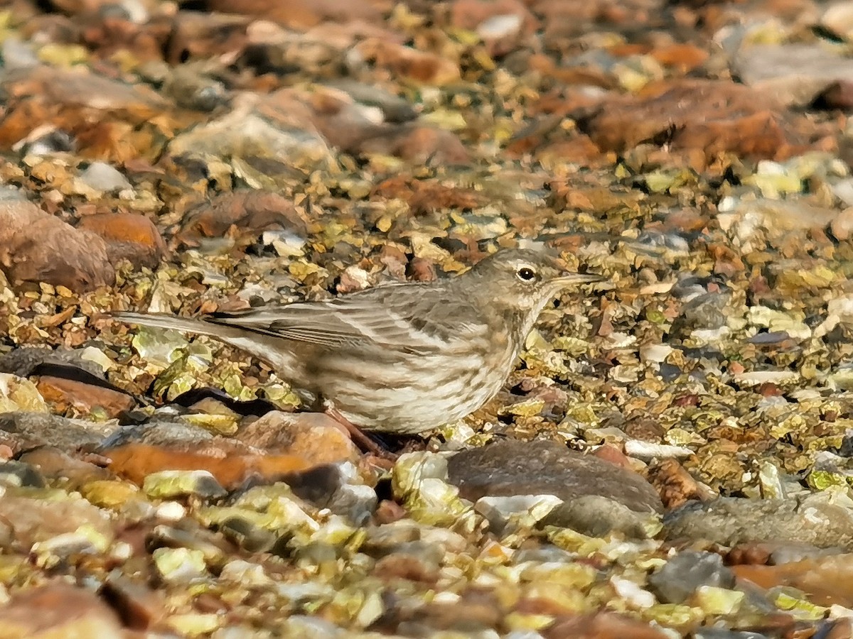Rock Pipit - ML645640349