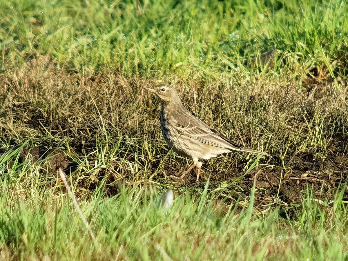 Rock Pipit - ML645640350