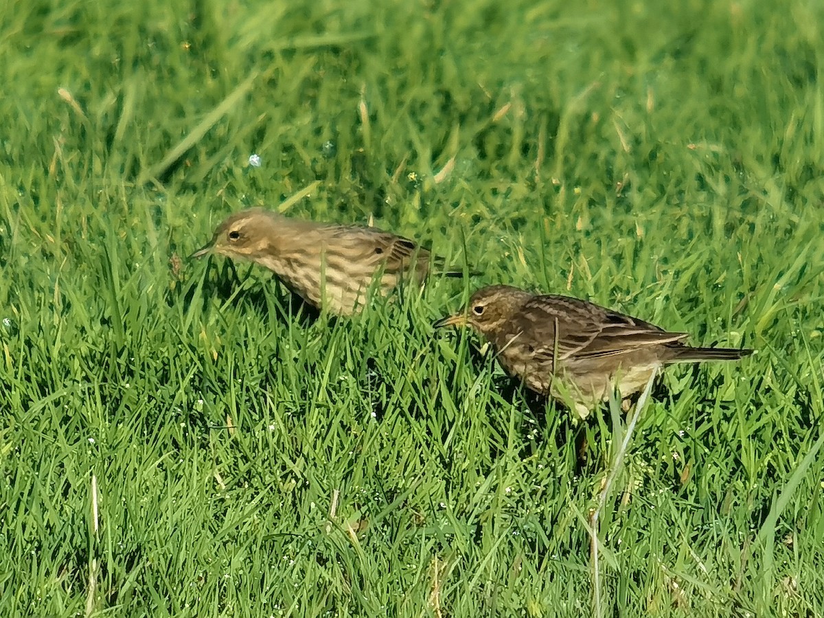 Rock Pipit - ML645640351