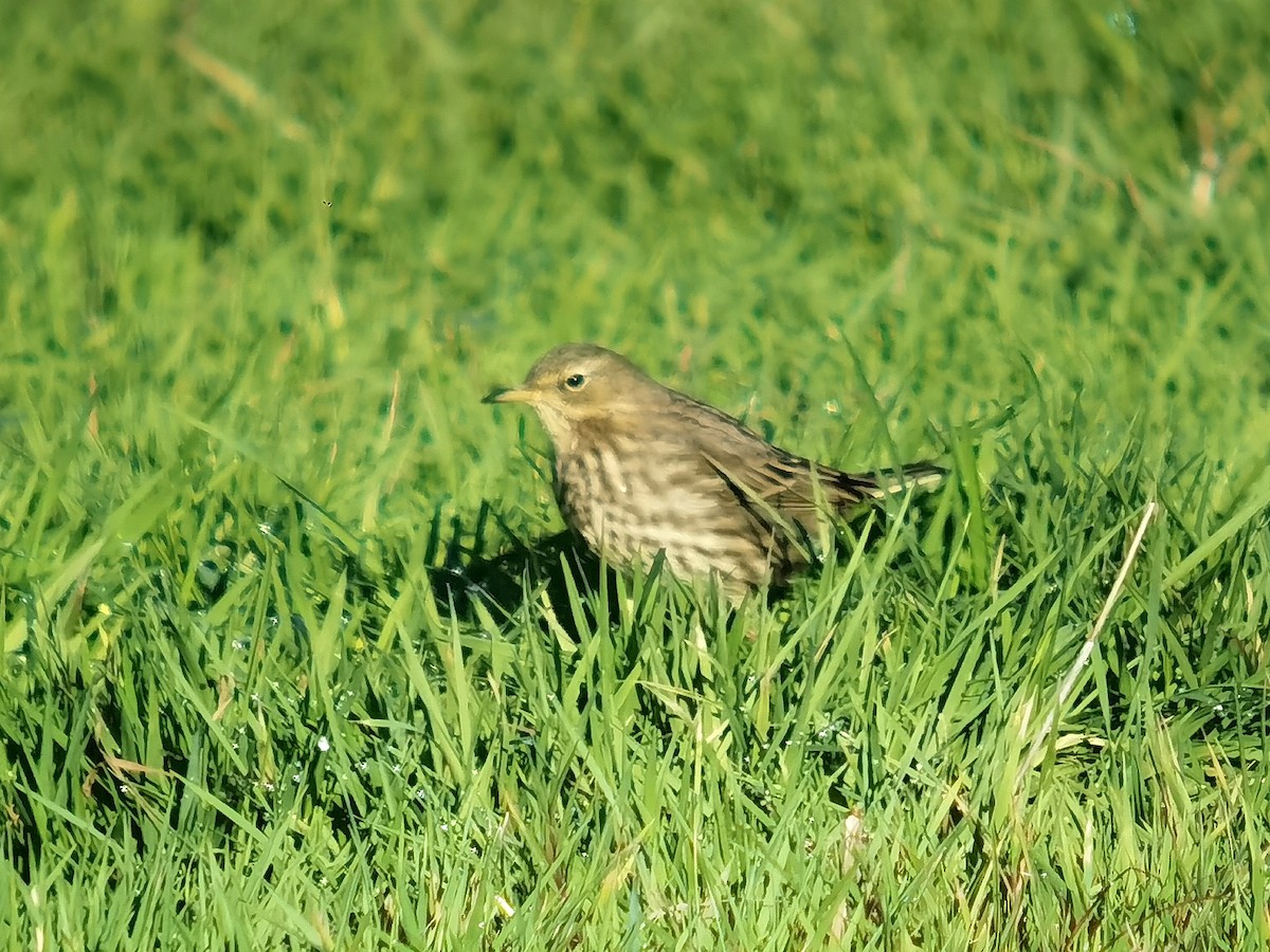 Rock Pipit - ML645640352