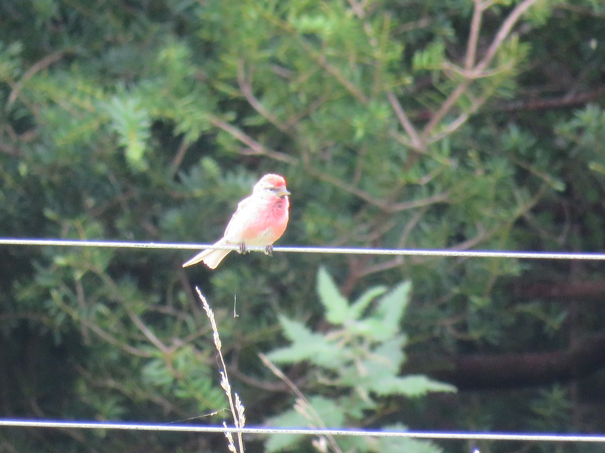 Txoka txikia (cabaret) - ML645640353