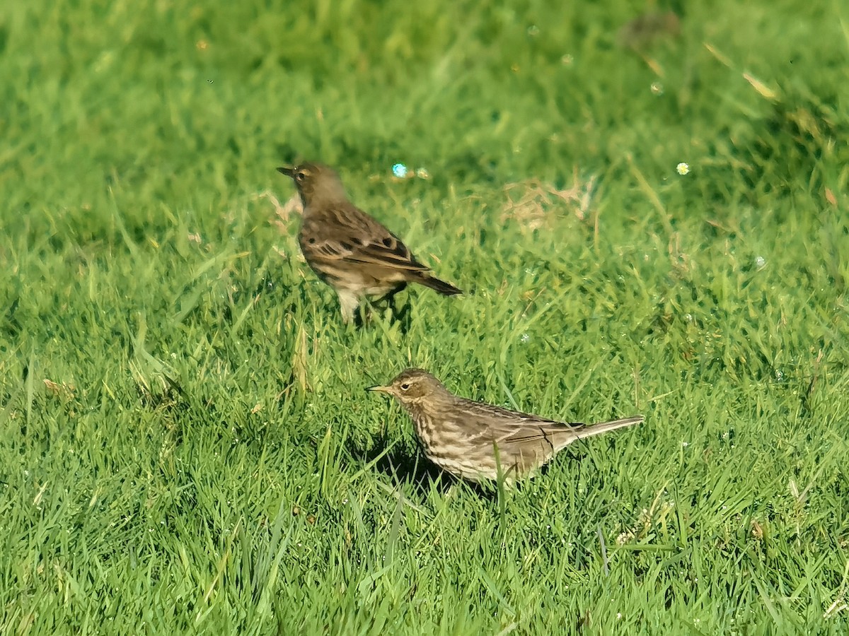 Rock Pipit - ML645640354