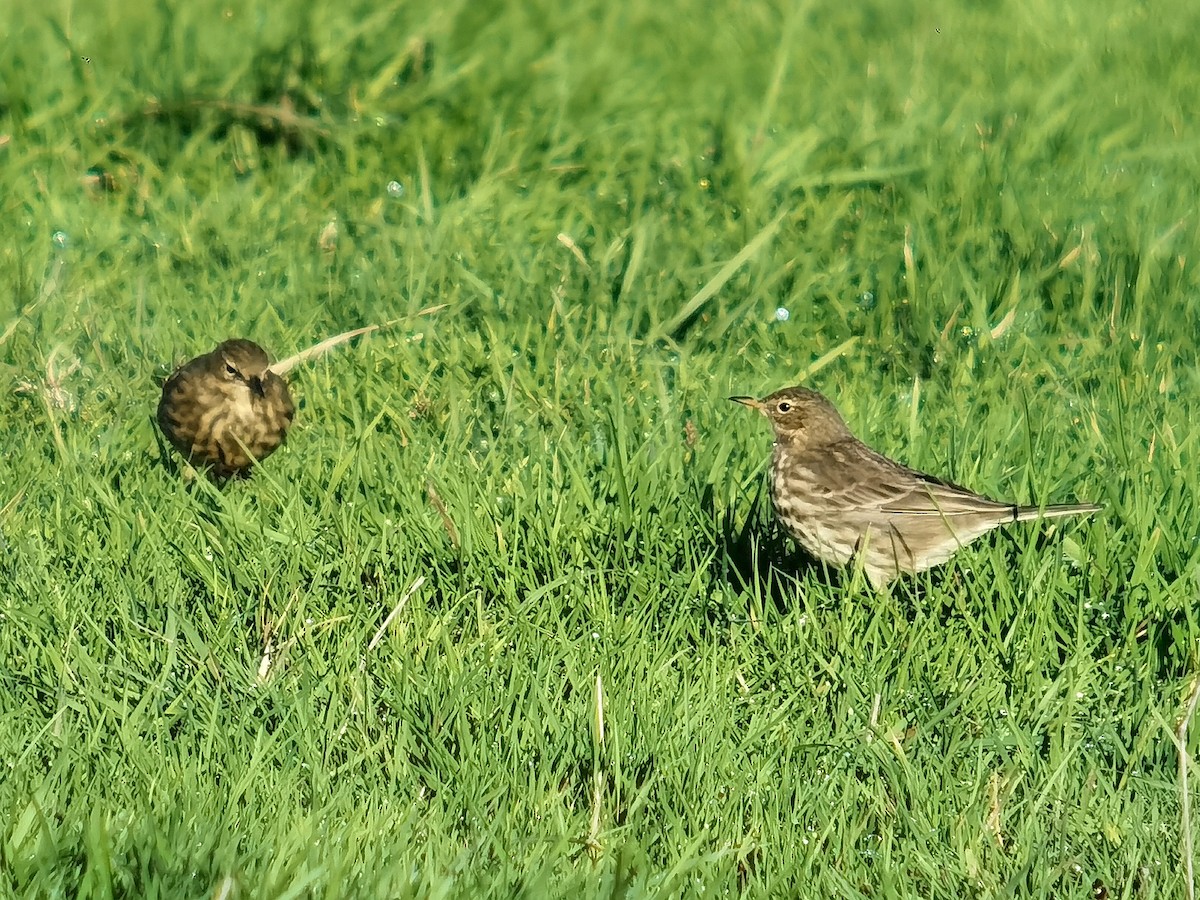 Rock Pipit - ML645640355