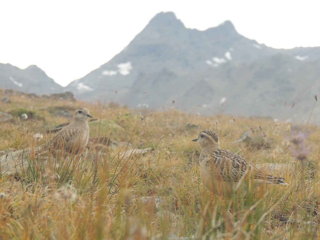 Chorlito Carambolo - ML645640356
