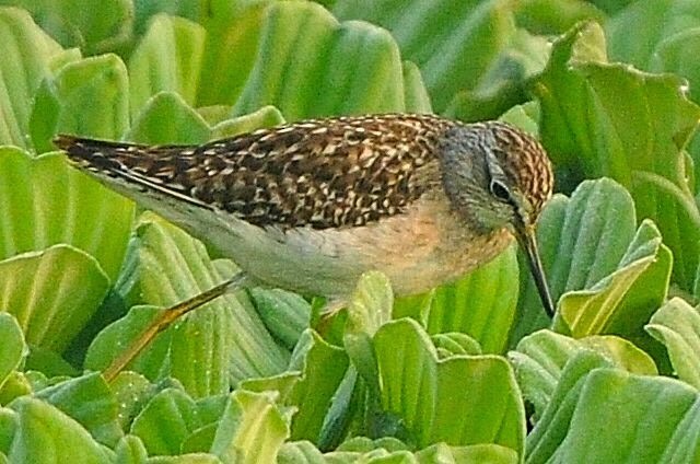 Andarríos Bastardo - ML645640358