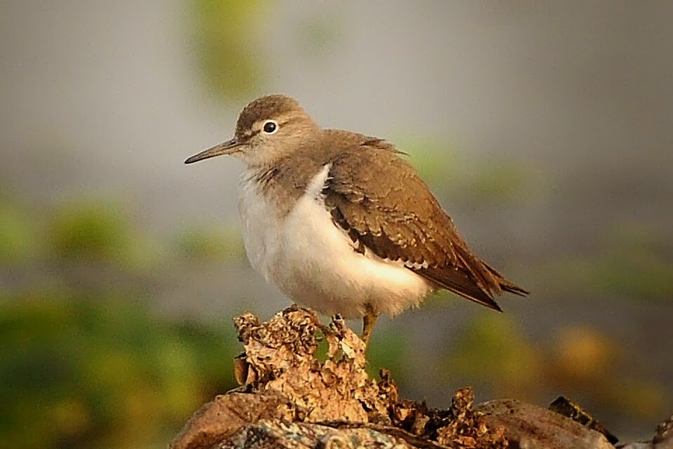 Andarríos Chico - ML645640359