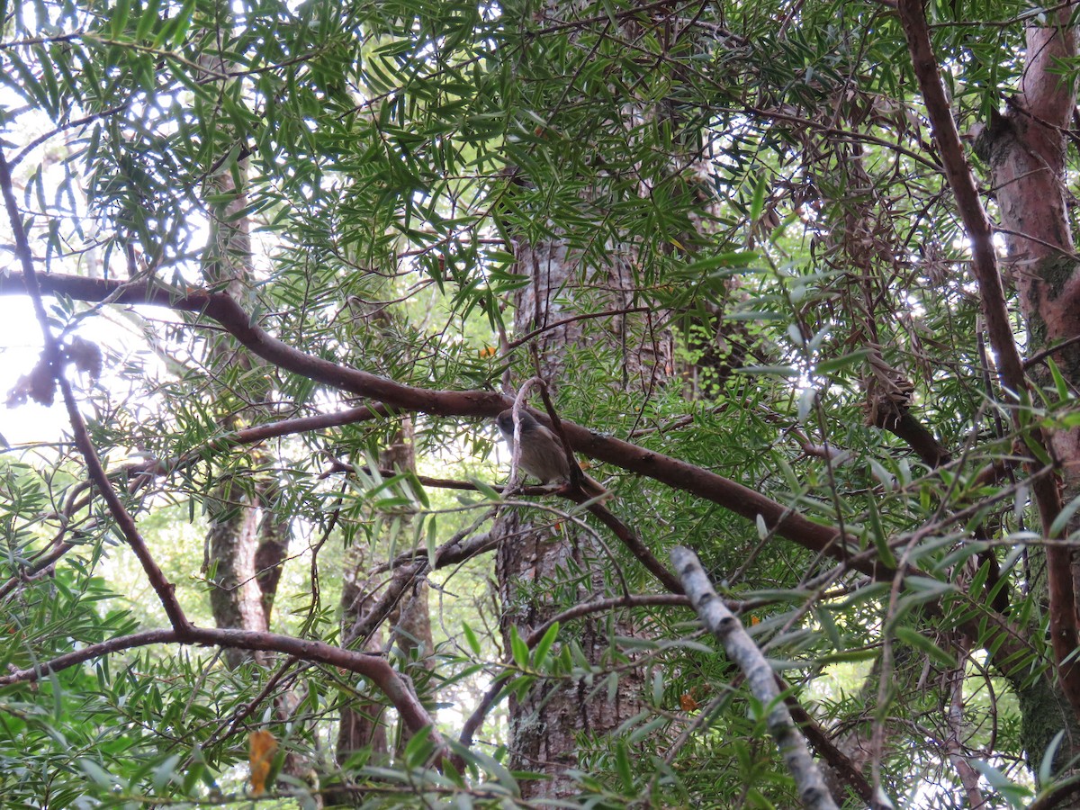 Mohoua Pipipí - ML645640361