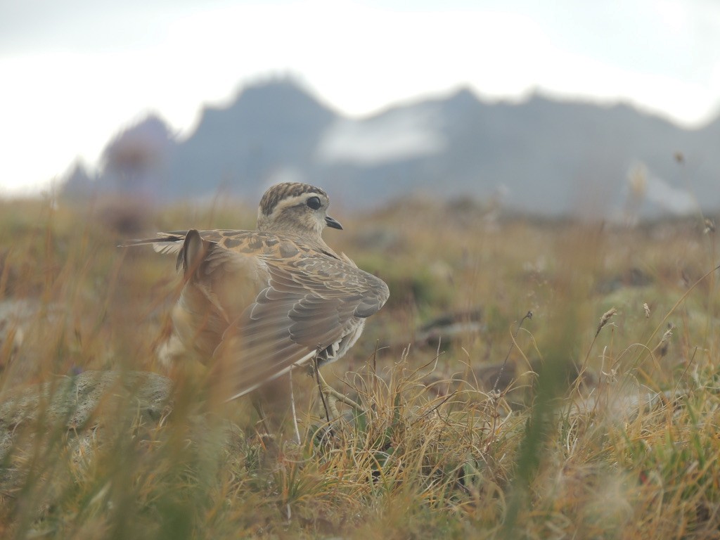 Chorlito Carambolo - ML645640362