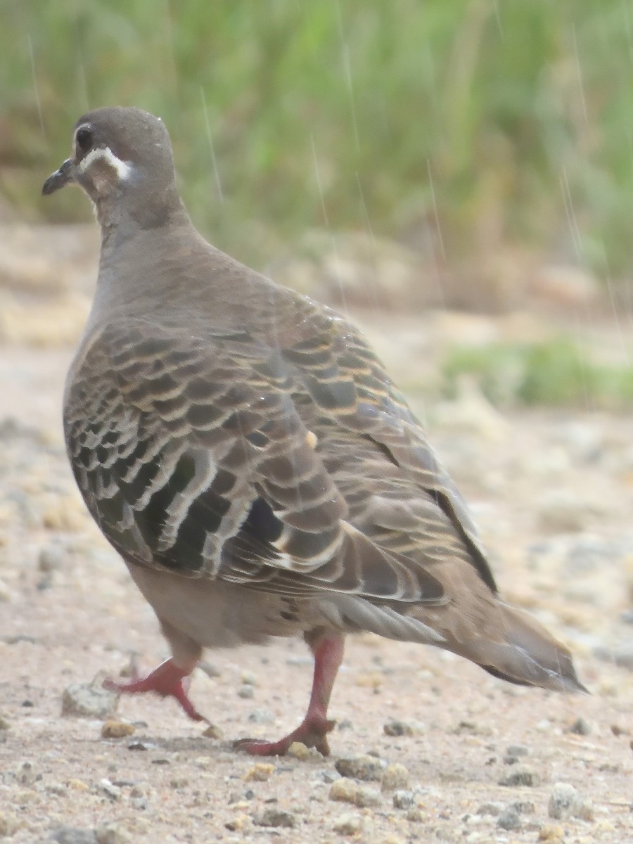 Paloma Bronce Común - ML645640364