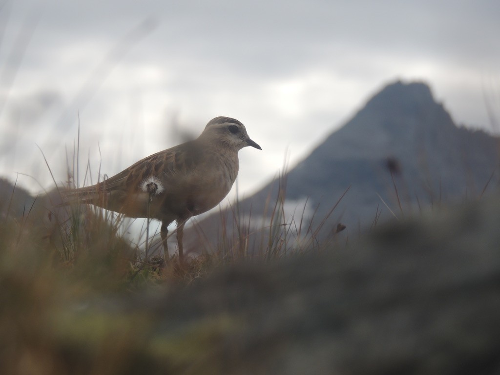 Chorlito Carambolo - ML645640365