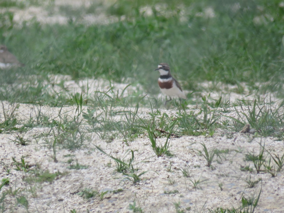 Chorlitejo Bicinchado - ML645640367