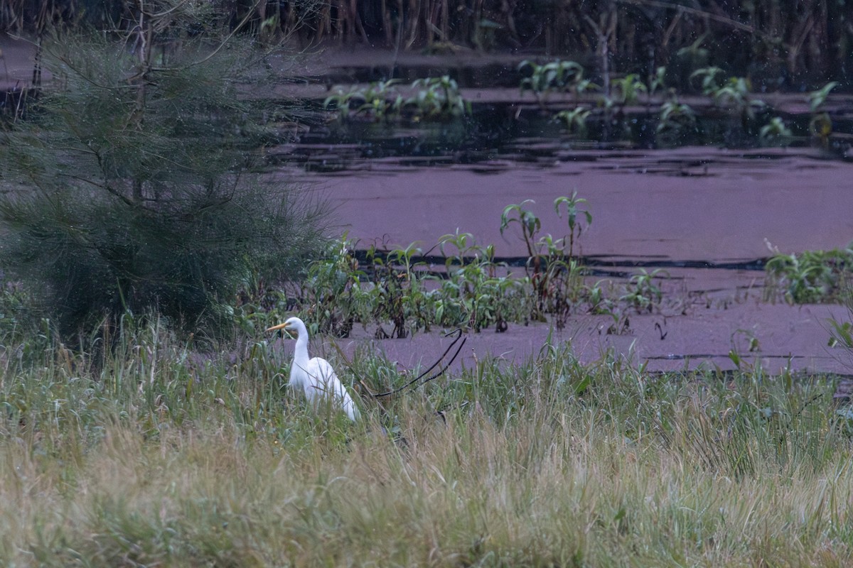 Garceta Plumífera - ML645640368