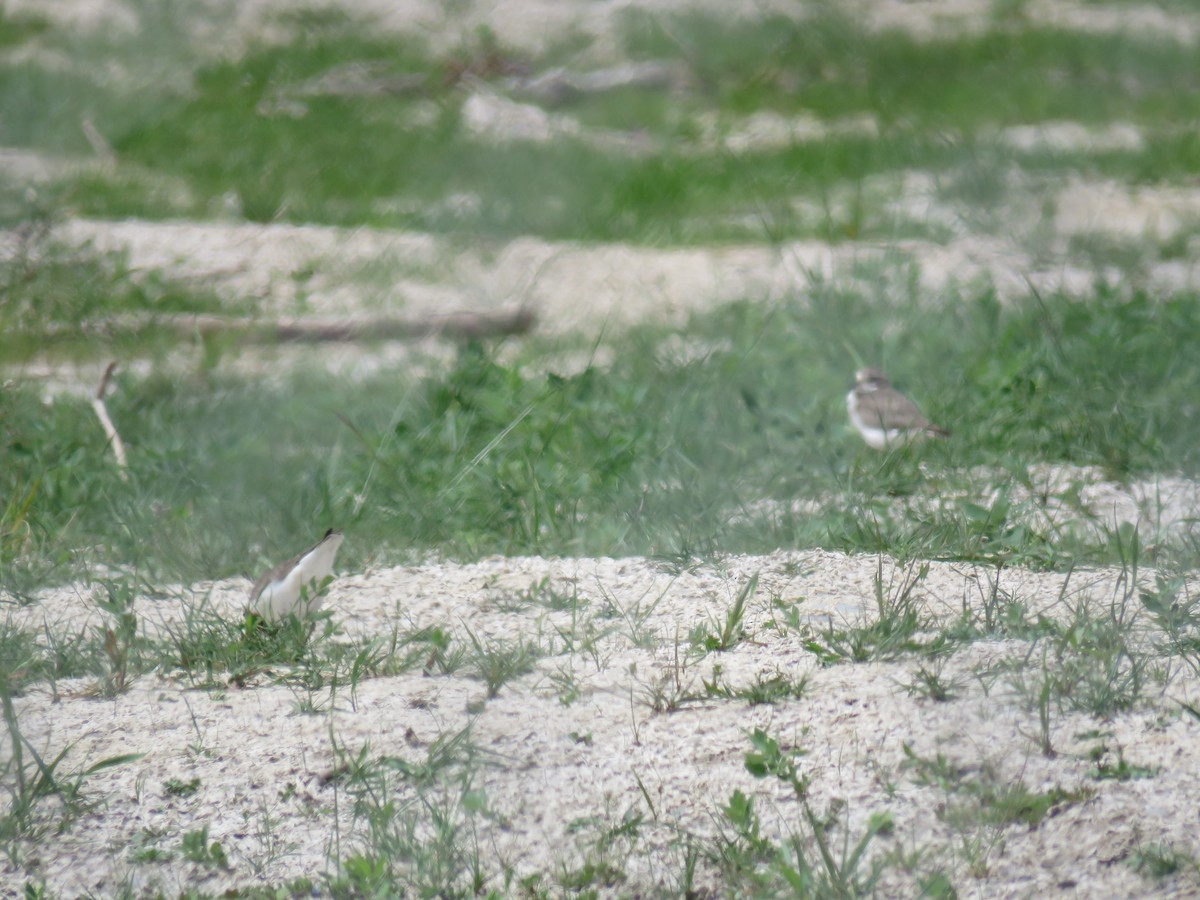 Chorlitejo Bicinchado - ML645640369