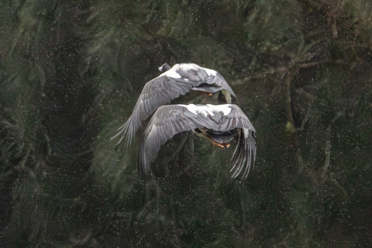 Ganso Urraca - ML645640372