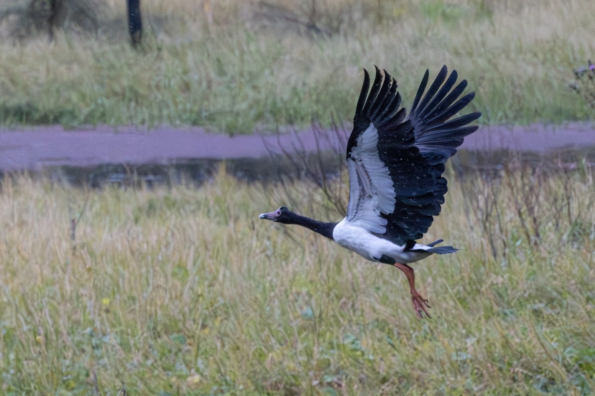 Ganso Urraca - ML645640373