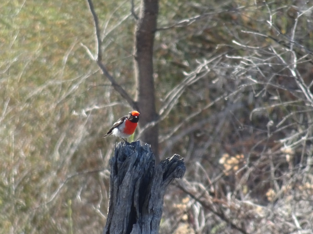 Petroica Frentirroja - ML645640374