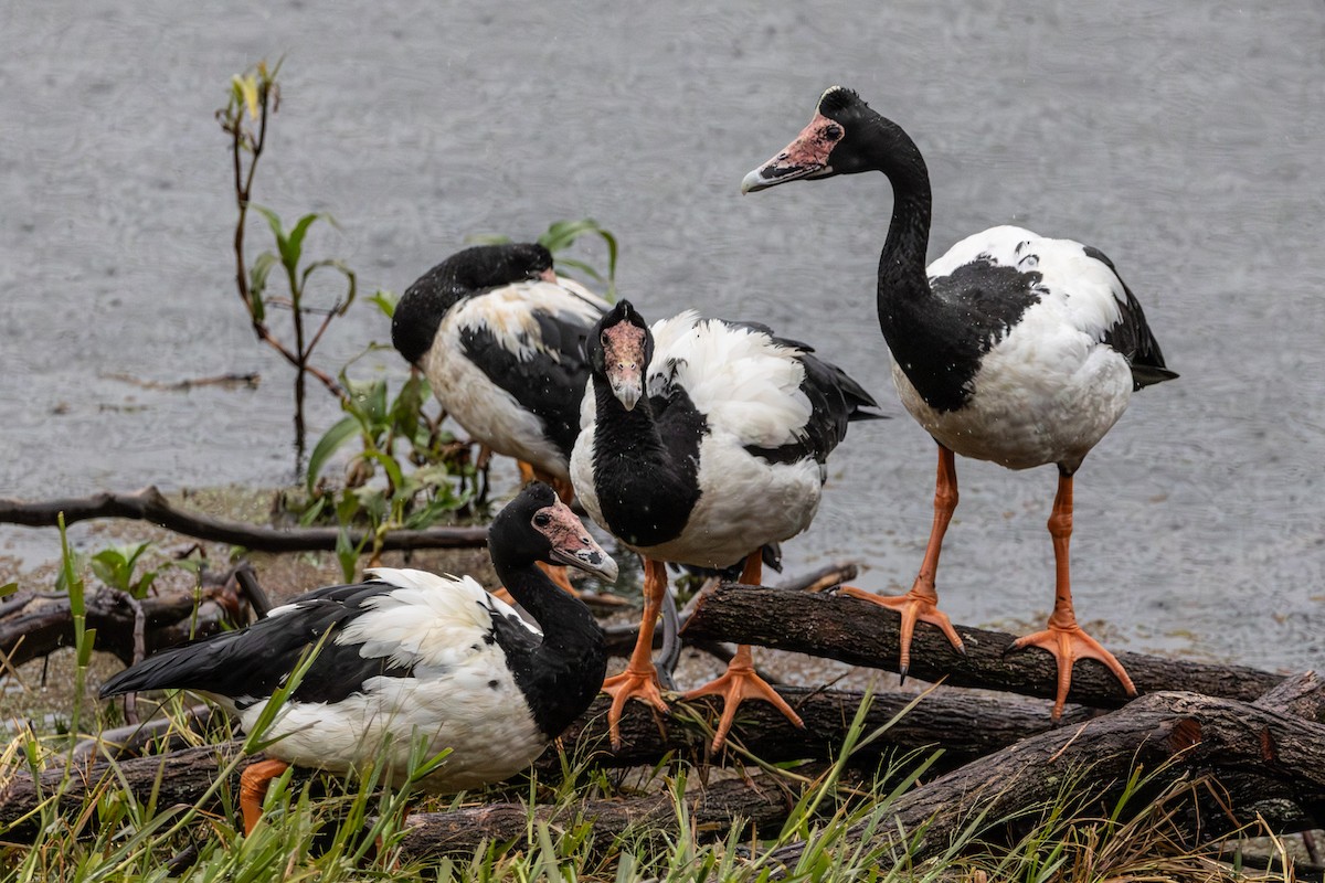 Ganso Urraca - ML645640376