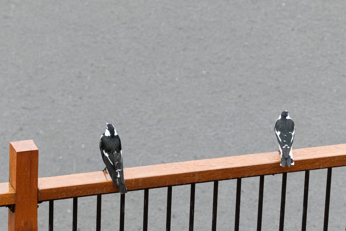 Grallina Australiana - ML645640381