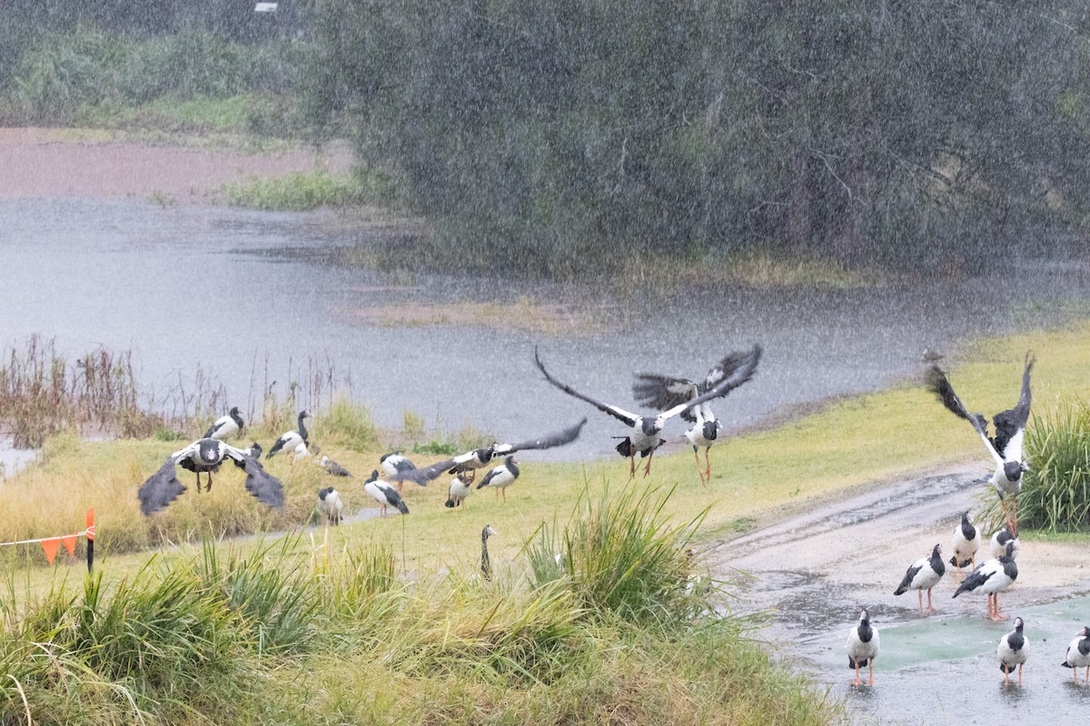 Ganso Urraca - ML645640382